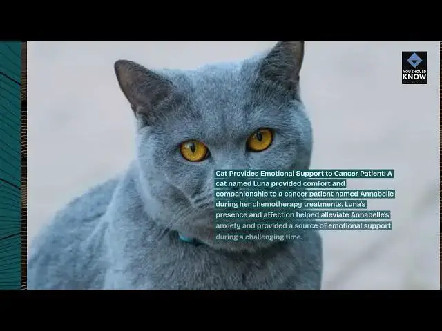 Video thumbnail for Top 10 Heartwarming Stories of Pets Helping Their Owners Overcome Challenges