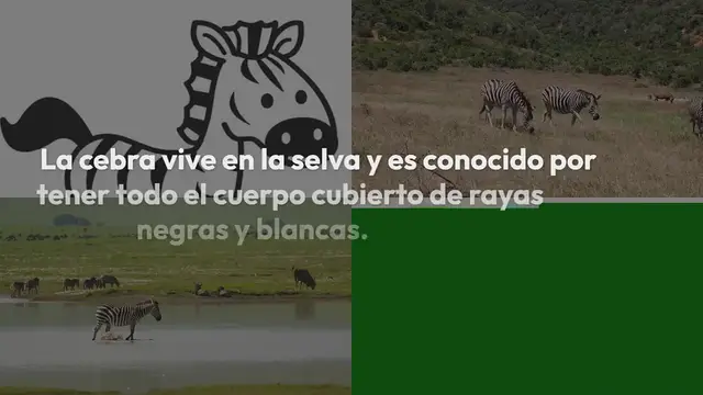 Video thumbnail for Cebra para colorear