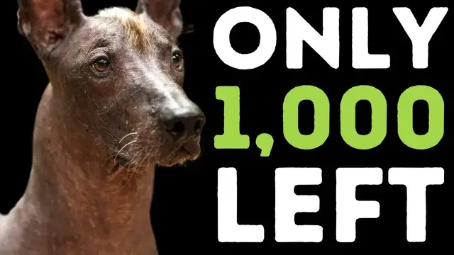 Video thumbnail for 20 Rarest Dog Breeds in the World