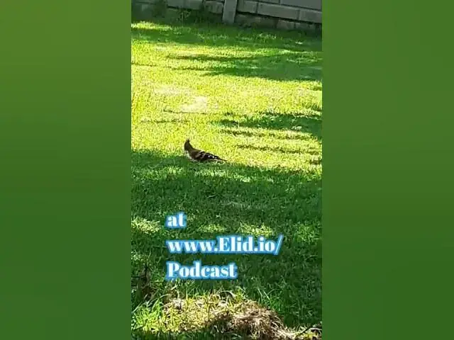 Video thumbnail for I did a funny podcast about woodpeckers.
