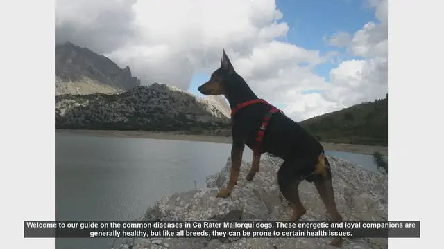 Video thumbnail for Common Health Issues in Ca Rater Mallorquí Dogs: A Comprehensive Guide