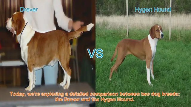 Video thumbnail for Drever vs. Hygen Hound: A Comprehensive Breed Comparison