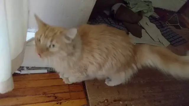 Video thumbnail for Parker Ownership Simulator 2016: Human Jungle Gym | Parker The Cat