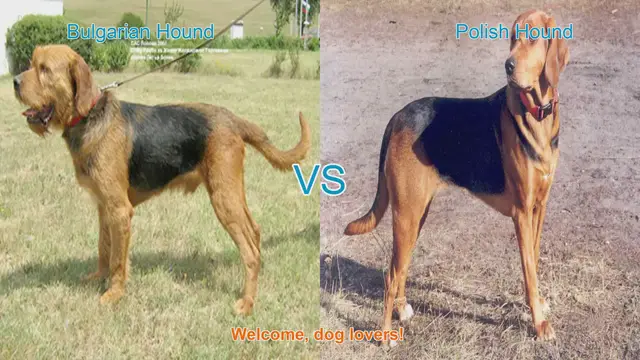 Video thumbnail for Bulgarian Hound vs. Polish Hound: A Comparison of Two Remarkable Dog Breeds
