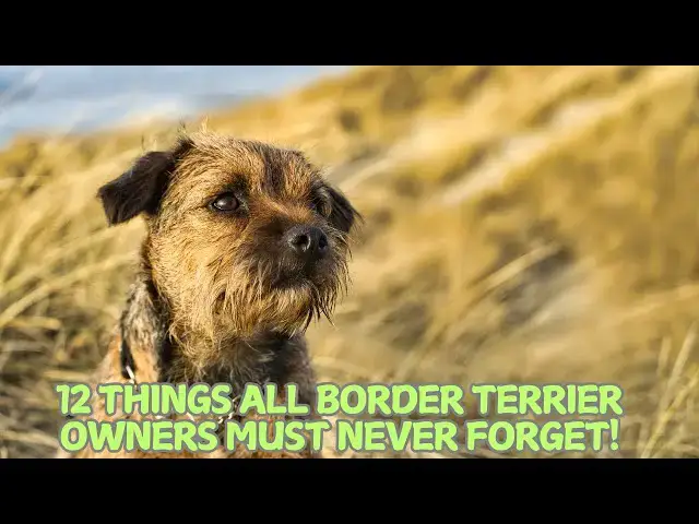 Video thumbnail for 12 Things All Border Terrier Owners Must Never Forget! 🐕✨