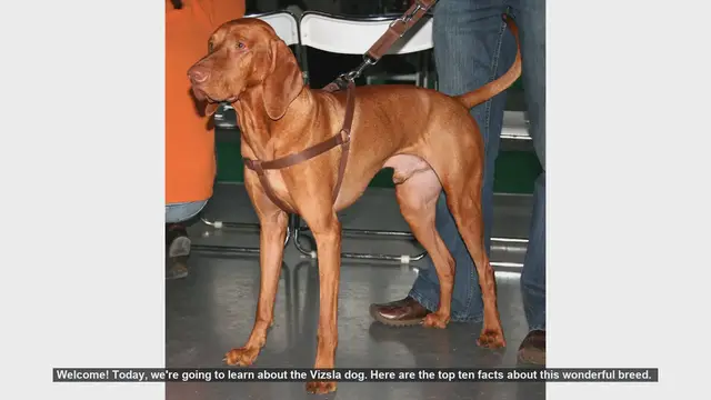 Video thumbnail for Top 10 Facts About the Vizsla Dog Breed