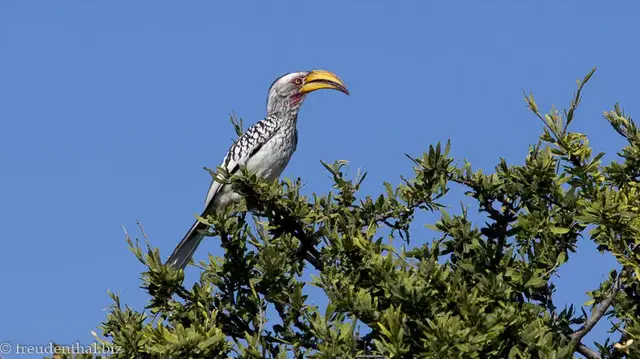 Video thumbnail for Shona Langa im Bushveld | Südafrika