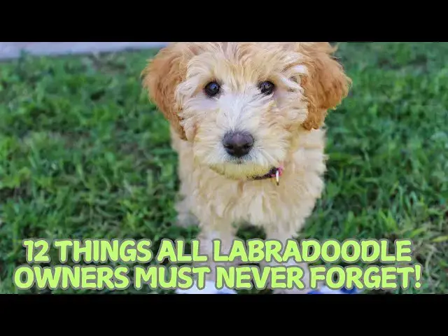 Video thumbnail for 12 Things All Labradoodle Owners Must Never Forget! 🐶✨