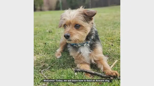 Video thumbnail for How to Properly Feed Your Armant Dog: Essential Tips