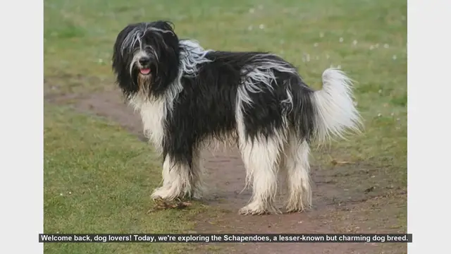 Video thumbnail for Schapendoes: The Pros and Cons of This Energetic Breed