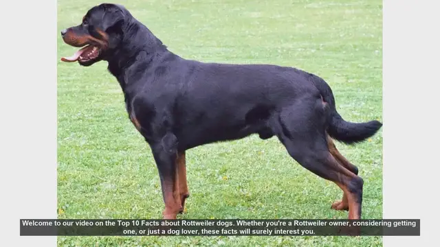 Video thumbnail for Top 10 Fascinating Facts About Rottweiler Dogs