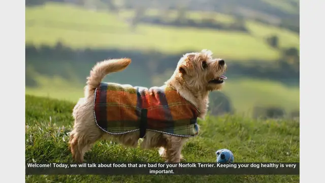 Video thumbnail for Foods to Avoid for Your Norfolk Terrier: Keep Your Dog Safe and Healthy