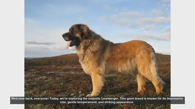 Video thumbnail for Is the Leonberger the Right Dog for You? Pros and Cons of This Majestic Breed