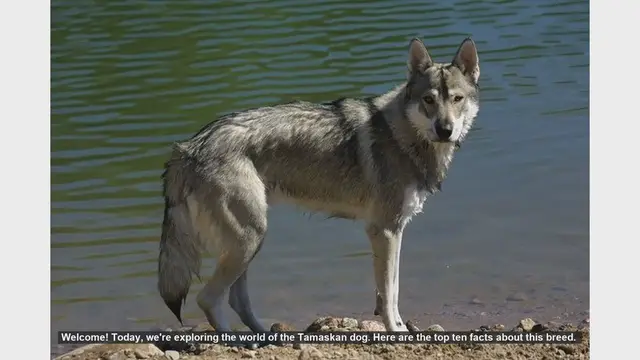 Video thumbnail for Top 10 Fascinating Facts About the Tamaskan Dog