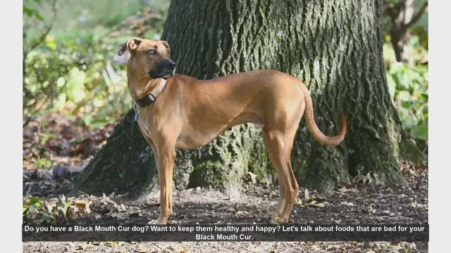 Video thumbnail for Foods to Avoid for a Healthy Black Mouth Cur