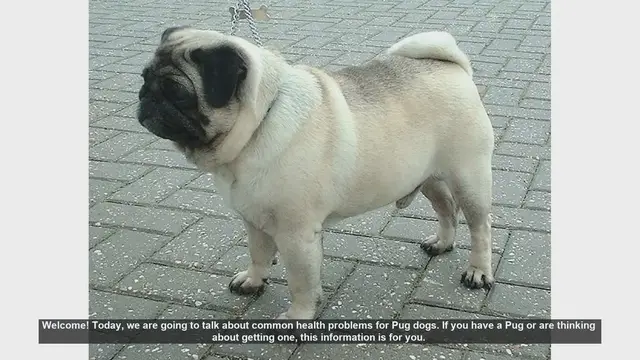 Video thumbnail for Common Health Problems in Pug Dogs: What Every Owner Should Know