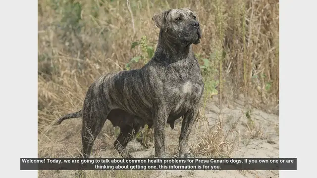 Video thumbnail for Common Health Problems in Presa Canario Dogs