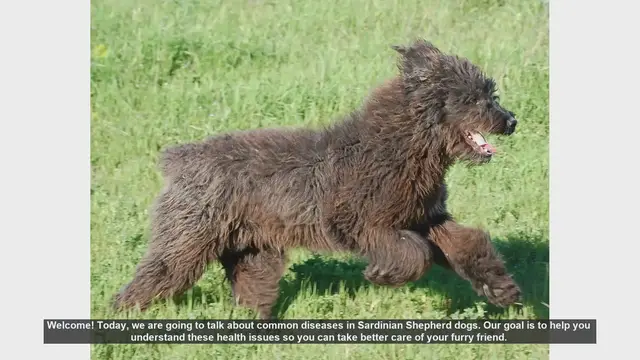 Video thumbnail for Common Health Issues in Sardinian Shepherd Dogs: What You Need to Know
