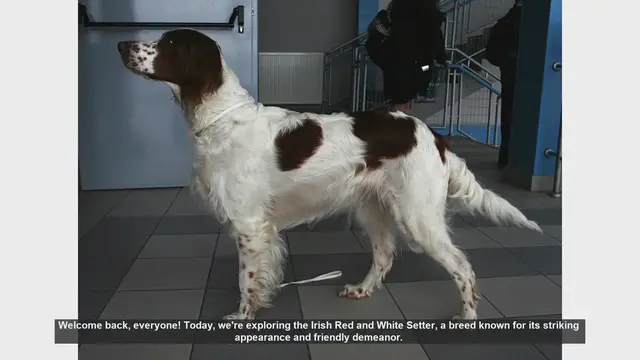 Video thumbnail for Irish Red and White Setter: Pros and Cons of This Energetic Breed