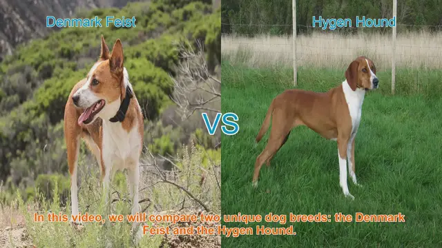 Video thumbnail for Comparing Denmark Feist and Hygen Hound: A Guide to Choosing the Right Dog Breed