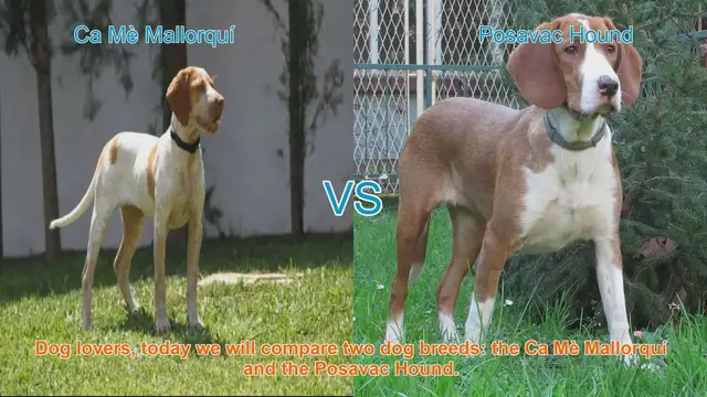 Video thumbnail for Ca Mè Mallorquí vs. Posavac Hound: A Comprehensive Breed Comparison