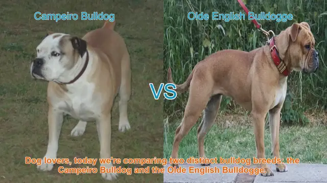 Video thumbnail for Campeiro Bulldog vs. Olde English Bulldogge: A Breed Comparison