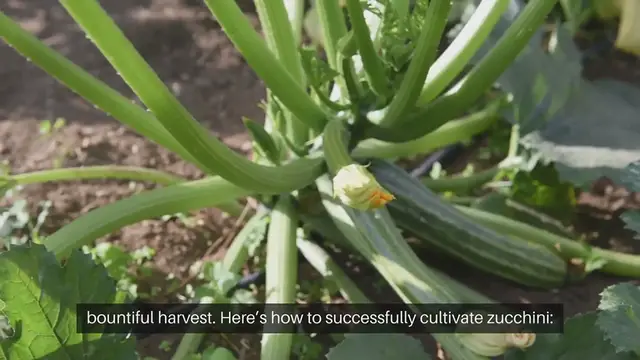 Video thumbnail for How To Grow Zucchini In Your Garden