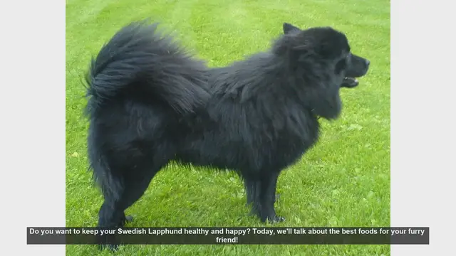 Video thumbnail for Top Foods to Keep Your Swedish Lapphund Healthy and Happy