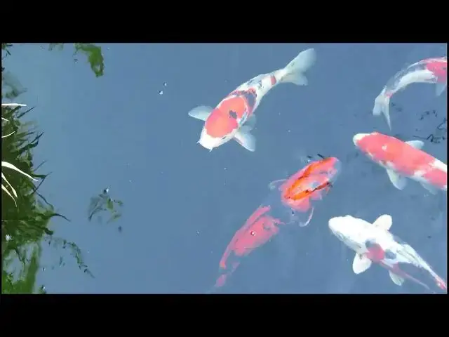 Video thumbnail for Koi Fish Nutrition: Specialized Diets for Growth and Color