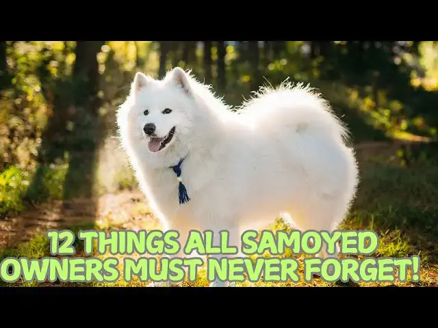 Video thumbnail for 12 Things All Samoyed Owners Must Never Forget! ❄️🐶