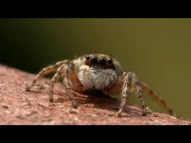 Video thumbnail for dock spiders