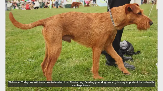 Video thumbnail for How to Properly Feed Your Irish Terrier: Tips for a Healthy and Happy Dog