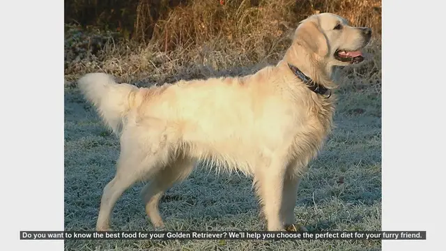 Video thumbnail for Best Diet for Your Golden Retriever: Tips for a Healthy and Happy Dog