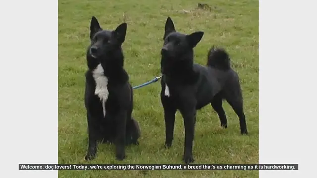 Video thumbnail for Top 10 Facts About the Norwegian Buhund: The Viking's Loyal Companion