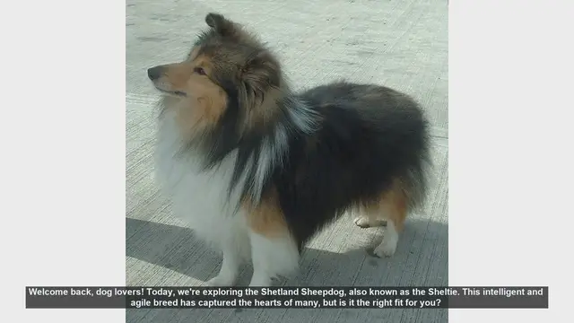 Video thumbnail for Shetland Sheepdog: Is the Sheltie the Right Dog for You?