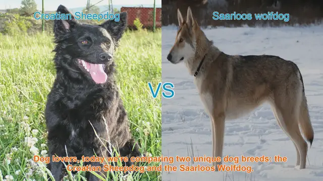 Video thumbnail for Comparing Croatian Sheepdog and Saarloos Wolfdog: Which Breed is Right for You?