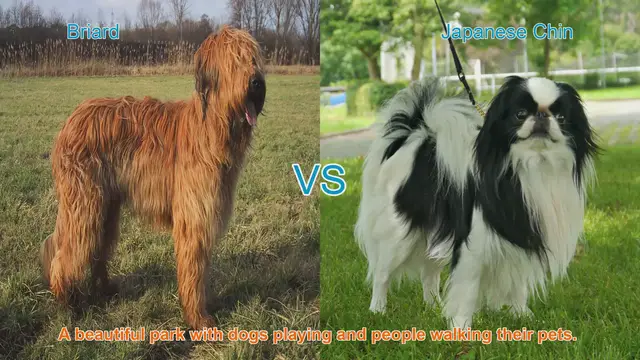 Video thumbnail for Briard vs. Japanese Chin: A Comparison of Long-Haired Dog Breeds