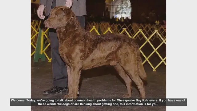 Video thumbnail for Common Health Problems in Chesapeake Bay Retrievers