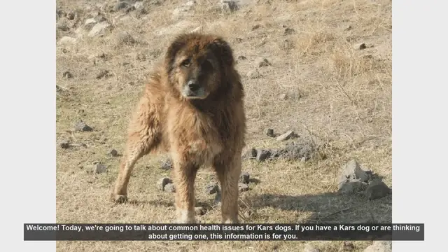 Video thumbnail for Common Health Issues in Kars Dogs: What You Need to Know