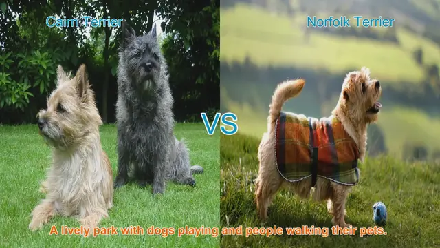 Video thumbnail for Cairn Terrier vs. Norfolk Terrier: A Guide to Choosing the Perfect Small Breed Dog