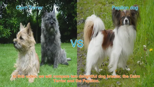 Video thumbnail for Cairn Terrier vs. Papillon: A Comparison of Delightful Dog Breeds