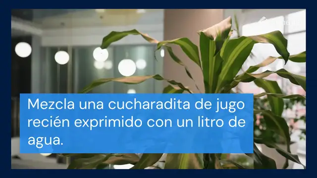 'Video thumbnail for Aquí hay dos mezclas efectivas para regar las plantas de interior y hacerlas crecer más rápido.'