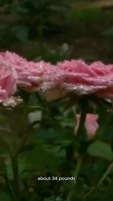 Video thumbnail for Beef tenderloin recipe