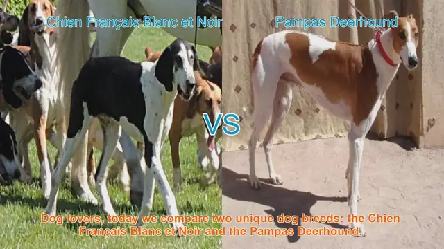 Video thumbnail for Comparing Chien Français Blanc et Noir and Pampas Deerhound: A Guide for Dog Lovers