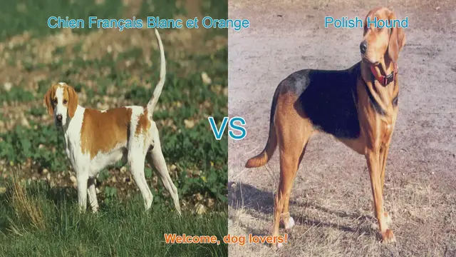 Video thumbnail for Comparing Chien Français Blanc et Orange and Polish Hound: A Comprehensive Guide