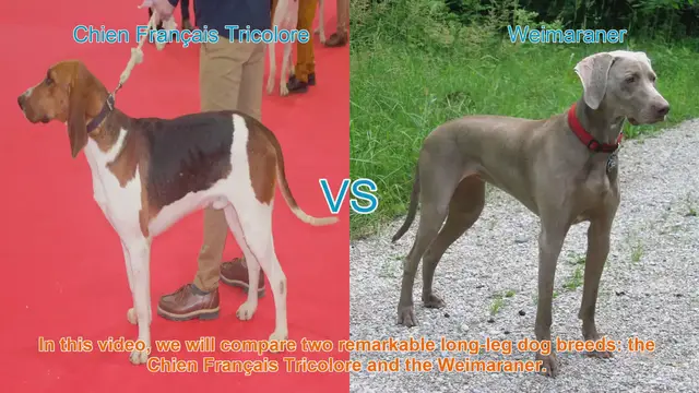 Video thumbnail for Comparing Chien Français Tricolore and Weimaraner: A Guide to Two Remarkable Dog Breeds