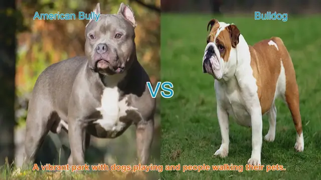 Video thumbnail for American Bully vs. Bulldog: A Comparison of Two Beloved Breeds