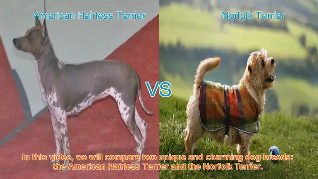 Video thumbnail for American Hairless Terrier vs. Norfolk Terrier: A Breed Comparison