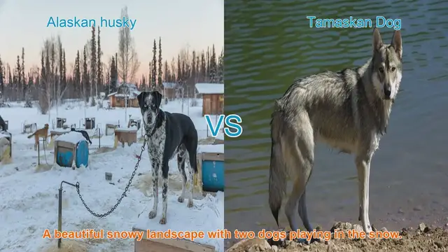 Video thumbnail for Alaskan husky VS Tamaskan Dog