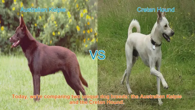 Video thumbnail for Australian Kelpie vs. Cretan Hound: A Comparative Guide